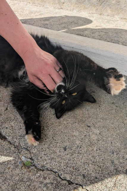 A cat on its back reaching out. This cat is a fluffy black cat with white paws. A pink human hand is giving it scritches under its chin. The cat looks like it is being atacked by the human hand by putting its arms out.