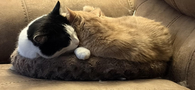 Photo of my tuxedo cat Nubs and orange tabby Gizmo cuddled together on a bed on my couch. 