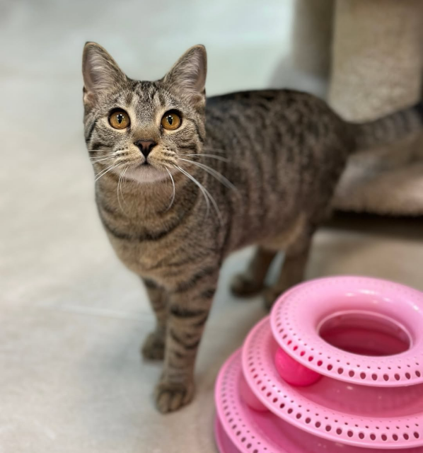 A cute brown tabby cat with striking golden eyes stands alert, looking directly at the camera