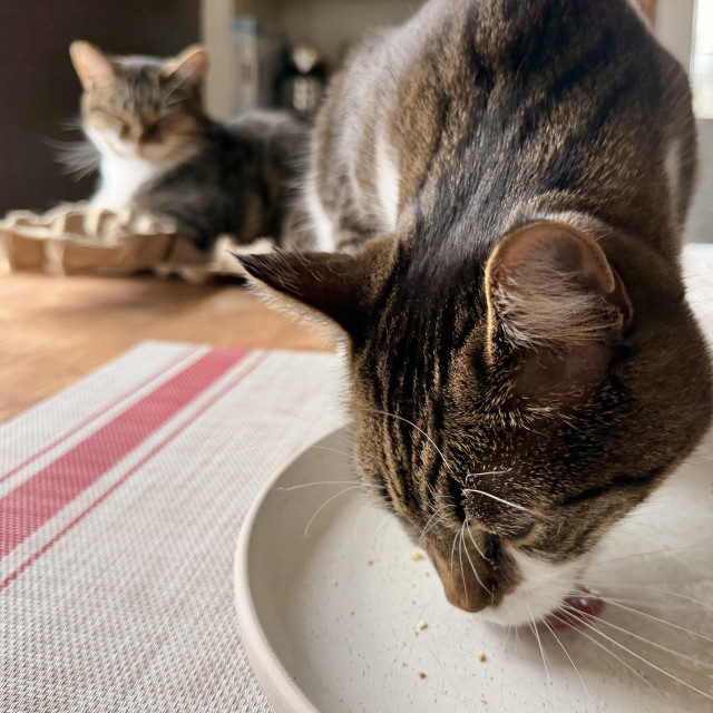Brown & white Tabby siblings on the kitchen table. She’s sitting on her egg cartons, out of focus in the background, watching him licking the toast crumbs from my plate in the foreground. You’d think he hadn’t already had first AND second breakfast this morning.