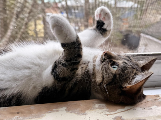 Brown & white Tabby laying on her back on a stairwell windowsill with the screen letting in the smells, sights, and sounds of the birds in the backyard.