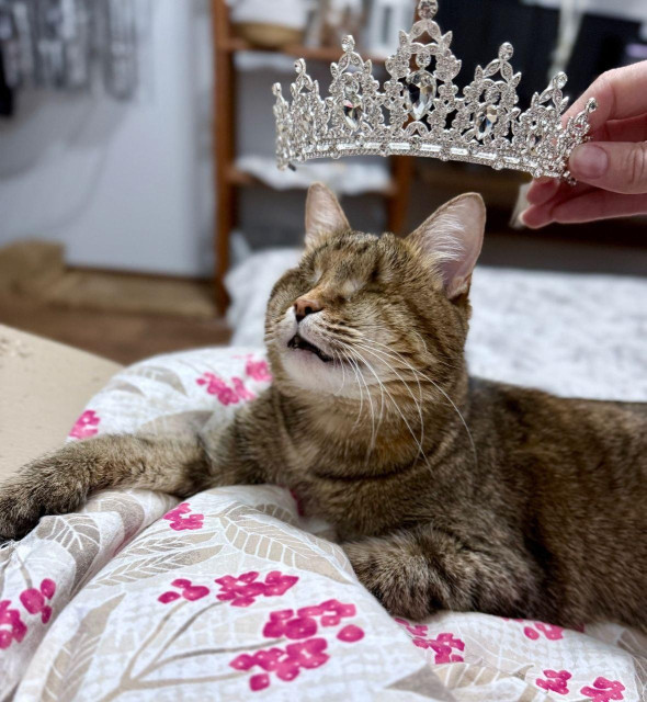 A blind tabby cat rests comfortably on a bed with floral sheets, eyes gently closed, while a sparkling silver crown is held above its head.
