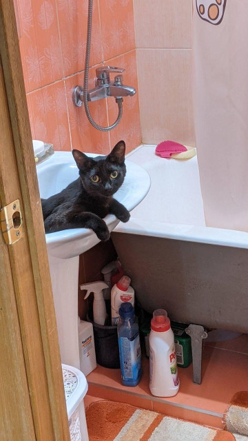 A sleek black cat with bright yellow eyes lounges inside a small bathroom sink, its front paws draped over the edge. The sink is beside a bathtub with peach colored tiles, and cleaning supplies are stored underneath.