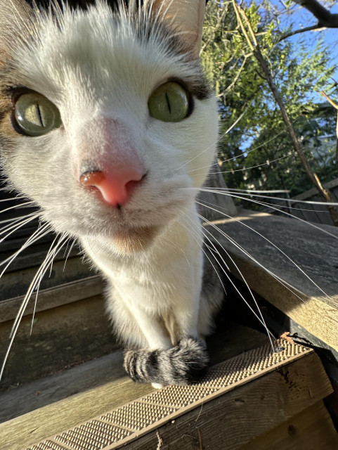 Very, *very* wide angle close up of a most white cat with a tiny body, look at him, he’s like a bobble head!