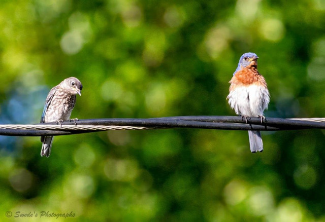 "Two Eastern Bluebirds perch side by side on a thin powerline, suspended against a soft, blurred wash of green foliage. The bird on the right is an adult male, and he looks almost luminous — his head and back a bright, clean blue, his chest a warm, rusty orange that seems to glow against the muted background. His posture is upright and alert, as if he’s keeping watch over the scene.

Beside him, on the left, sits a juvenile bluebird. It’s smaller, rounder, and softer in color — its feathers a mix of dusky blue and gray, with faint speckles across the chest that hint at youth. The young bird’s posture is more relaxed, almost leaning toward the adult, giving the pair a quiet, intimate feel, like a parent and child sharing a moment of calm.

The powerline beneath them is a simple dark line, cutting cleanly across the frame, giving the birds a stage to rest on. Behind them, the background melts into gentle shades of green, out of focus, making the birds stand out sharply — two small, vivid lives perched together in a peaceful, suspended moment." - Microsoft Copilot