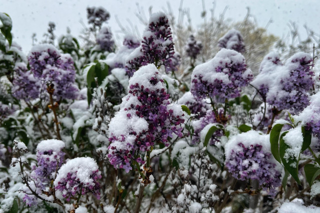 Clusters of purple lilacs and green leaves on tall brown stems, now partially hidden under a layer of freshly falling snow in the garden, with gray skies in the background.