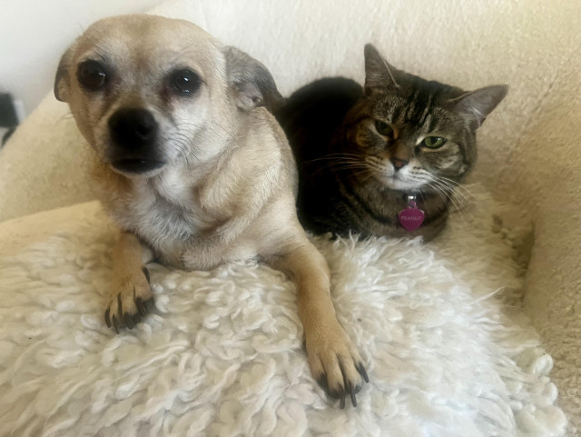 A smol tan chihuahua mix dog and a tabby cat are laying side by side together on a fluffy white chair.