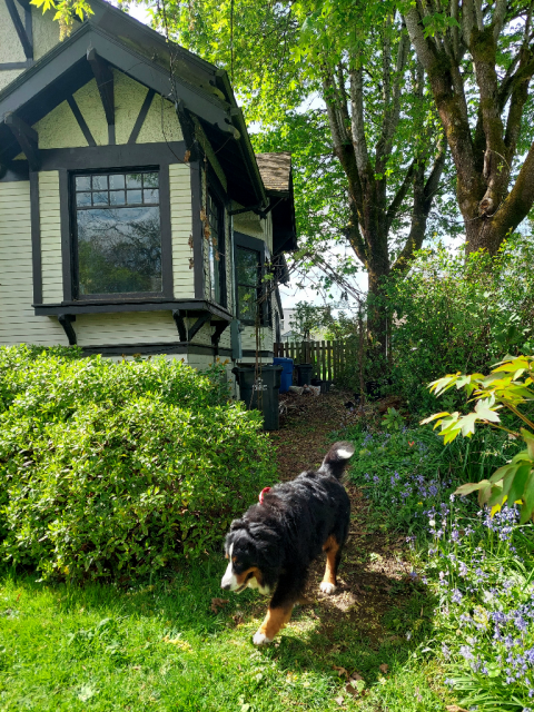 A Bernese Mountain Dog walks by a Daphne hedge in front of the square bay window of a brown and white craftsman cottage. Large big leaf maple trees with bright spring green leaves tower over the scene.