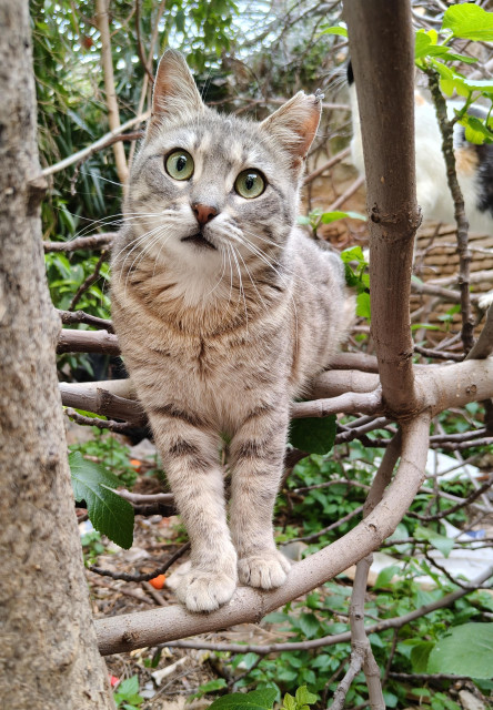 A light coloured grey stray kitten balancing on a branch of a tree inside the ruins of an old abandoned house that has been demolished, staring curiously at the camera with visible greenery behind her.