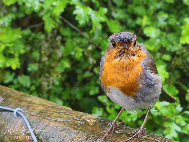 A soggy European Robin, perched on a fence