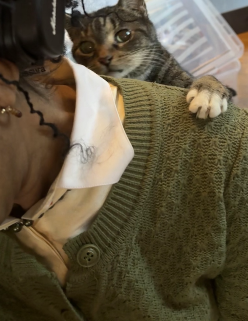 A small tabby cat tapping on my shoulder. 