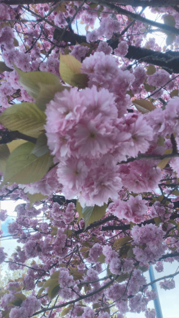 Blooming Japanese cherry blossoms on a low changing branch on a tree. Behind this branch are other branches, and then the clear, blue sky with blue pole nearby.