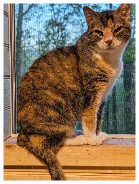 profile close-up. a calico cat with white markings and green eyes sits on a wooden windowsill, looking to the right, making eye contact. the screened window behind charlene is out of focus woods and a pale blue sky.