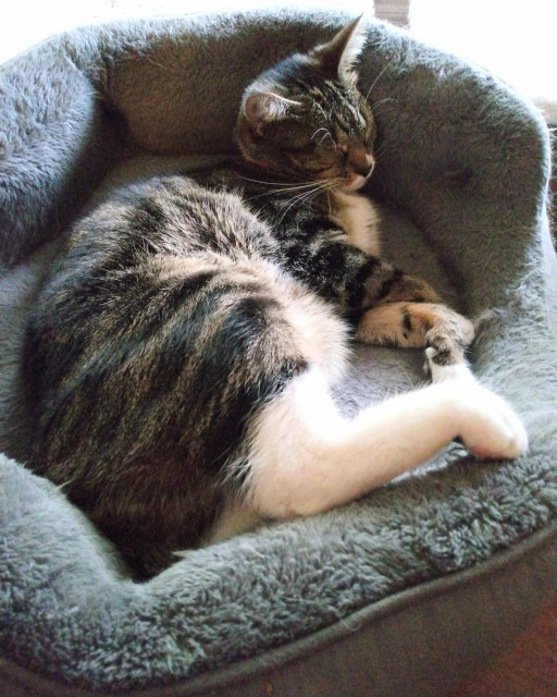 Pax, our brown tabby cat with white markings, is fast asleep in her grey cat bed.  She is lying on her side with her head resting against the side of the bed.  One white hind foot is curled and sticking out on top of the bed.  Her white tummy is very floofy.