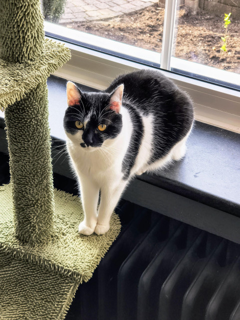 Lemon the cat sitting with her butt on the windowsill, and standing with her front paws on the cat tree platform that is lower than the windowsill. So half standing, half sitting, looking at me and clearly judging me for thinking that's weird.
