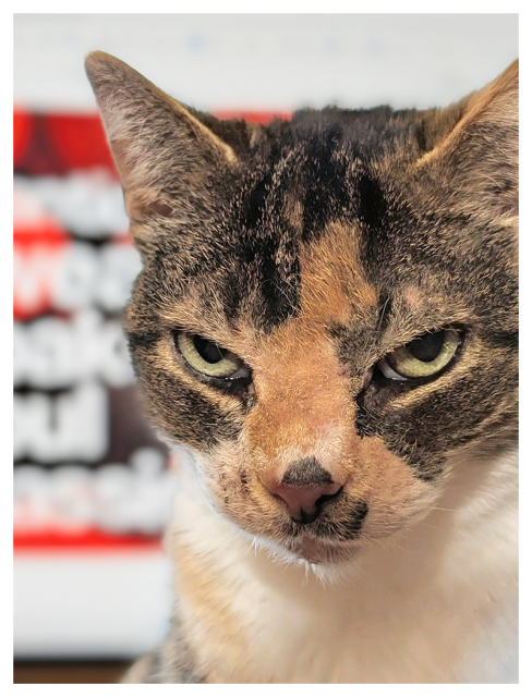 close-up of a calico cat with white markings green eyes making contact with a very serious expression. the blurred background is a computer monitor with a block of color with bold, contrasting text.  