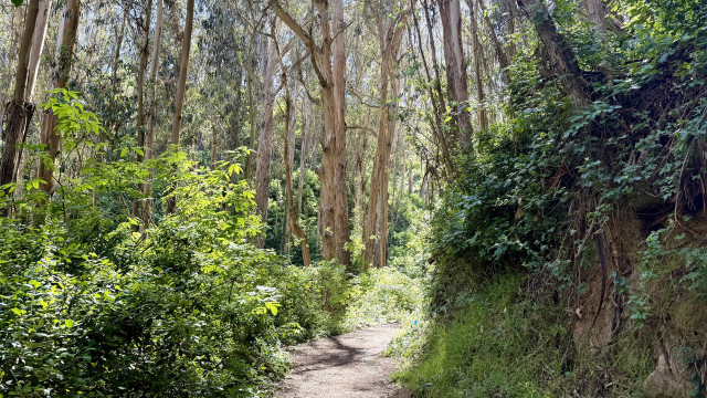 Dirt path through a eucalyptus forest with sun beaming in from a side canyon 