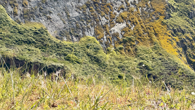 Grass gives way to a steep cliff covered in various green and orange and yellow organisms. 