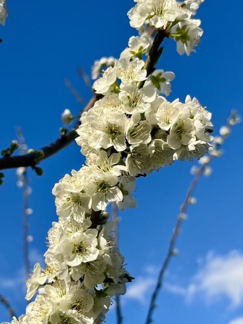 A branch covered with white plum blossoms against a blue sky. It is stuffed full of blossoms.