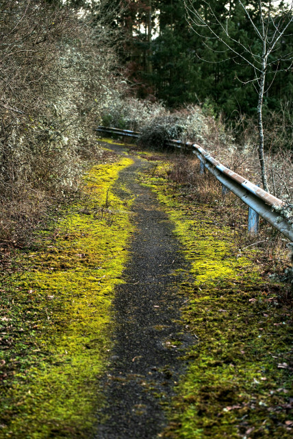 Das Bild zeigt einen verlassen wirkenden, schmalen Asphaltweg, der sich in einer sanften Kurve durch eine dichte, naturbelassene Vegetation zieht. Besonders auffällig ist der kräftige grüne Moosbewuchs, der den Weg von beiden Seiten her zurückerobert und nur einen dunklen, abgenutzten Streifen in der Mitte frei lässt. Zur rechten Seite wird der Pfad von einer stark verrosteten, silbernen Leitplanke begrenzt, hinter der kahle Sträucher und im Hintergrund dunkle Nadelbäume aufragen. Die linke Seite des Weges wird fast vollständig von dichten, feingliedrigen Gebüschen ohne Blätter eingenommen, die eine natürliche Wand bilden.