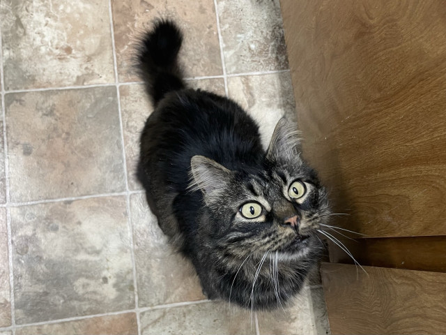 Iggy, a brown tabby with long hair, green eyes, and a stubby tail looks expectantly at the camera.