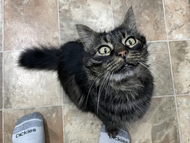 Iggy, a brown tabby with long hair, green eyes, and a stubby tail looks expectantly at the camera.
