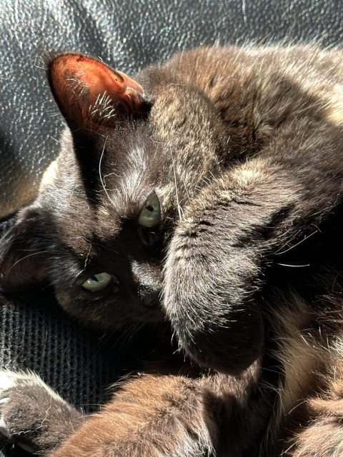 A close-up of the face of Doris, a tortoiseshell cat, curled up in a patch of sunlight, one curled paw partly covering her face