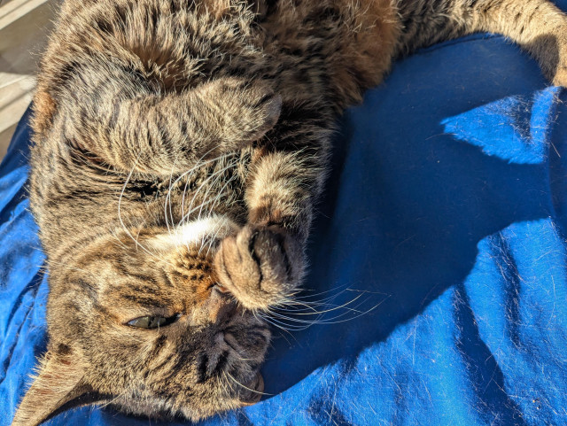 La gata Nila, atigrada, tumbada en el suelo sobre una colcha azul y lamiéndose la pata derecha porque se está lavando la cara, le está dando el sol