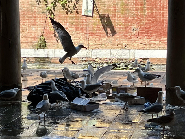 A pile of discarded styrofoam trays and black plastic bin bags on a slick shiny flagstone pavement, framed by two marble columns, with a sunlit pastel red brick wall in the background. A flock of twenty or so seagulls have descended onto the pile of rubbish and are scrabbling and squabbling for scraps. The focus of the image is a seagull close to the centre of the frame, in profile, just about to land on top of the pile, long wings upstretched, in silhouette. It is a chaotic scene. 