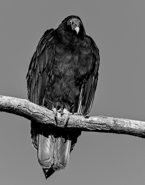 A black and white portrait photo of a large black bird perched on a bare horizontal limb. The bird's wings a fold and very large talons curl around the medium sized limb. Its skull like head is bare of feathers and it looks mostly at the camera but slightly to the right. The beak is a light while the rest of the head is fairly dark.
