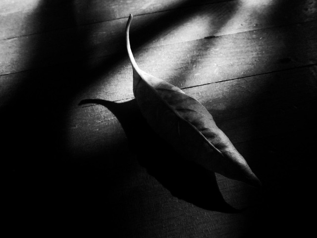 A large leaf is seen sitting amongst the shadows on a wood floor. This is a black and white image.