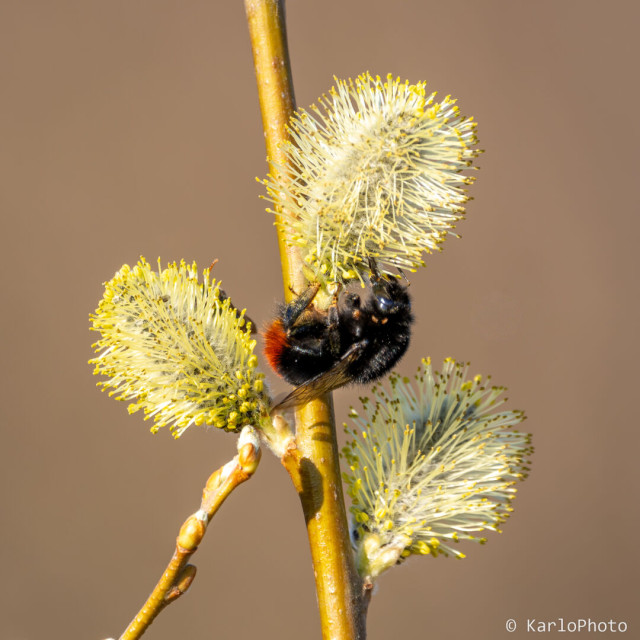 A bumblebee on a budding tree branch.
