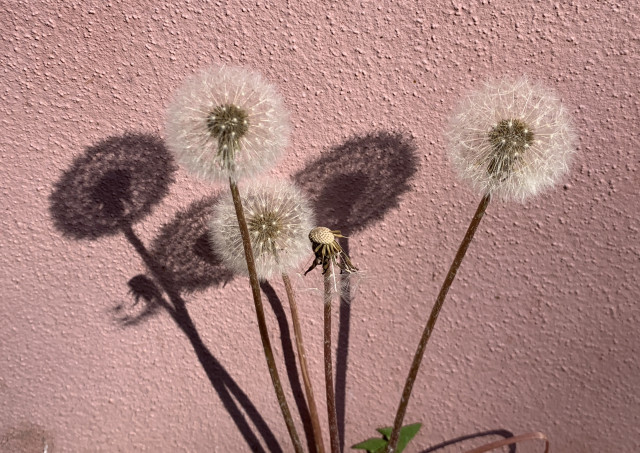 Vier verblühte Löwenzahnblüten mit voll ausgebildeten Schirmchen. Bei der Blüte vorne hat der Wind bereits fast alle Schirmchen weggepustet. Die anderen drei sind noch rund und voller Schirmchen. Die Löwenzahnpflanze steht nah an einer Wand. Das Sonnenlicht wirft die Schatten der Blüten sehr detailliert an diese Wand.

Four wilted dandelion flowers with fully formed seed heads. On the flower at the front, the wind has already blown away almost all the seed heads. The other three are still round and full of seed heads. The dandelion plant is standing close to a wall. The sunlight casts the shadows of the flowers onto this wall in great detail.