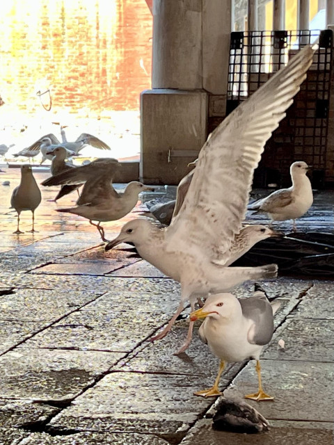 Hero seagull standing protectively over their fish head, with another seagull mid-flap behind but in profile, nonchalantly flying off, as opposed to focussed on the fish head, as if they have thought better of taking on the absolutely furious-looking hero gull. Our hero is in an intensely human-looking attitude, their beak seems to turn down at the corners in an angry frown, feet planted firmly on the floor, and the look in their beady eye should be enough for anyone to not mess with them today. 