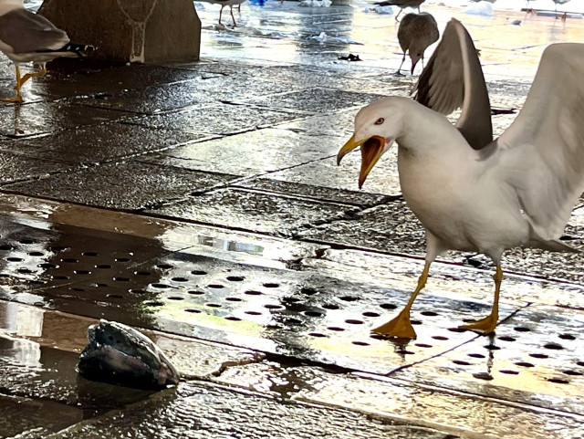 Hero gull standing over the fish head, in a conqueror's pose with feet firmly on the ground and wings back and arched. They are staring intently at the fish head, and their beak is wide open as if they are screaming "yaaaaas!" to themselves. 
