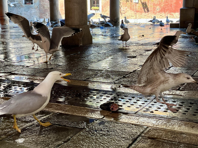 A juvenile seagull trying it on this time. The framing on this photo is objectively terrible, but it is also good comedy, so. The fish head is more or less in the centre of the image. Hero seagull is walking purposefully into the shot from the bottom left, beak open and screaming. The juvenile seagull is leaving the shot in a tearing hurry, exiting right, with their back to the fish head and advancing hero, feet off the floor and wings up mid-flap. The frame has just clipped the edge of their beak, which emphasises the impression of escape at extreme speed. 