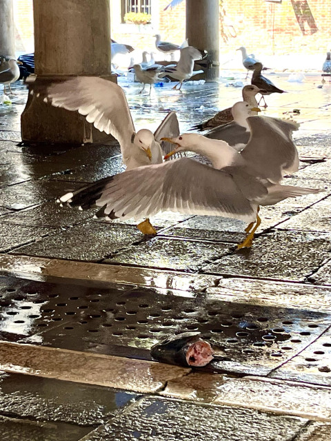 Another interloper! Hero seagull has spread their wings horizontally in front of the fish head as if to block the interloper's access. Hero's beak is fully open, with a militantly furious expression that makes me sure that they are swearing the sky blue in Seagull Language.  