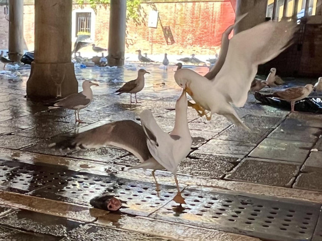 The fish head is lying on the floor, and our hero seagull, with wings thrown back and neck at full stretch, is nipping at the beak of an interloper flying in to try to snatch it away. Proper fighting. 