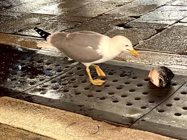 A very pleased-looking seagull approaching a severed fish head, one flipper-foot slightly raised. They are standing on a strip of black floor inset with rows of drain holes. 