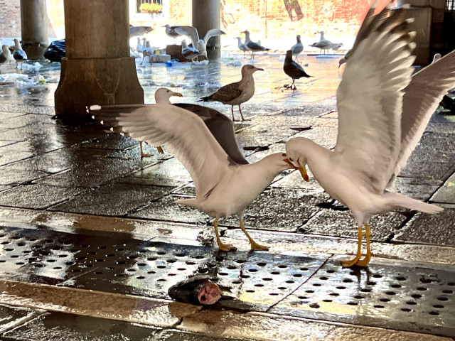 Both birds have now landed, and both have their wings thrown up and back. Our hero gull is mid-bite of the interloper's face, looking like they're going for the eyes. 