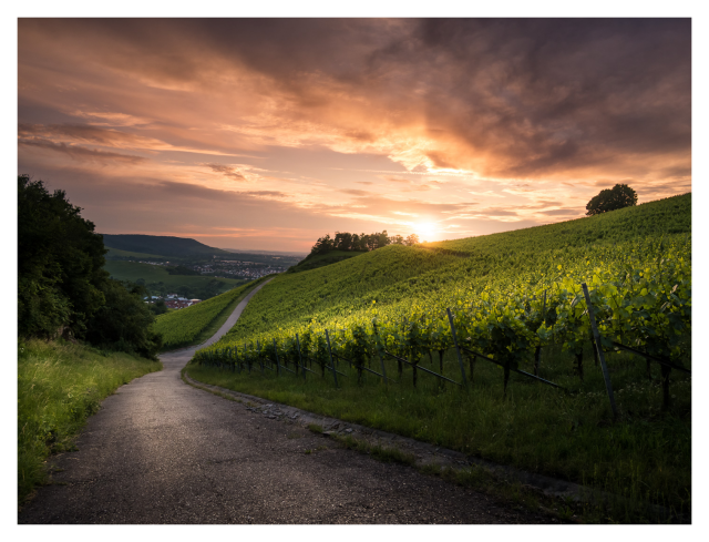 Ein gepflasterter Weg führt durch grüne Weinberge auf sanften Hügeln. Die Sonne steht tief am Horizont und taucht Landschaft, Reben und Himmel in warmes Licht. In der Ferne liegen weitere Hügel und ein kleines Tal mit Ortschaft, darüber dramatische Wolken.