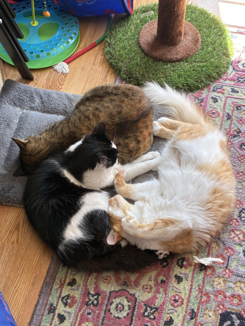 An orange-and-black spotty kitty, an orange-and-white blotchy kitting, and a black-and-white little scruff of a kitty are laying in a circle on the floor. Each end of each cat touches the end of another cat.