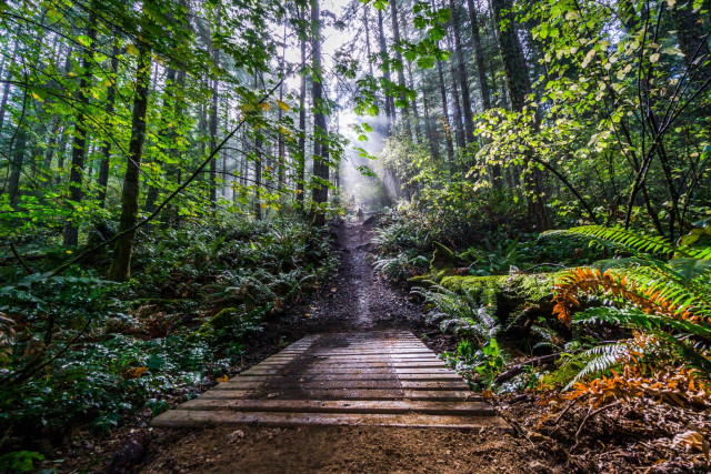 photo of a mountain bike trail with beams of sunlight penetrating the forest canopy above