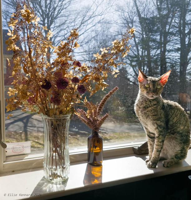 A sunny windowsill overlooking an early spring garden with bare trees and grass. On the right side of the the frame a tabby cat is sitting, her head turned to look at us, very upright, with large ears that are pink with the sun shining through. To the left are two displays of various dried flowers and herbs.