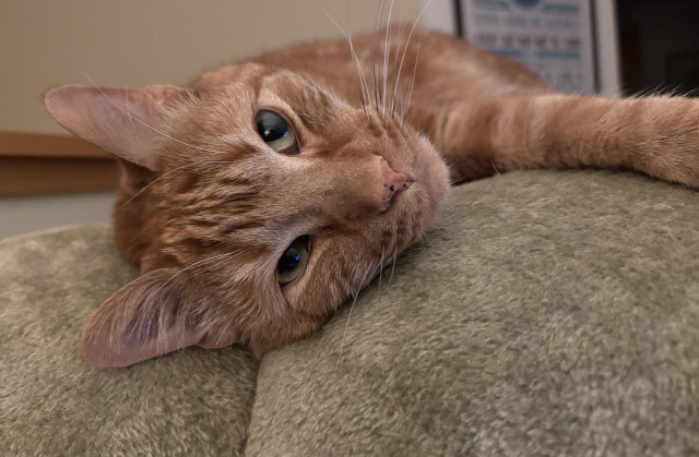 Stevie the orange cat looking lovingly from a green cat tree