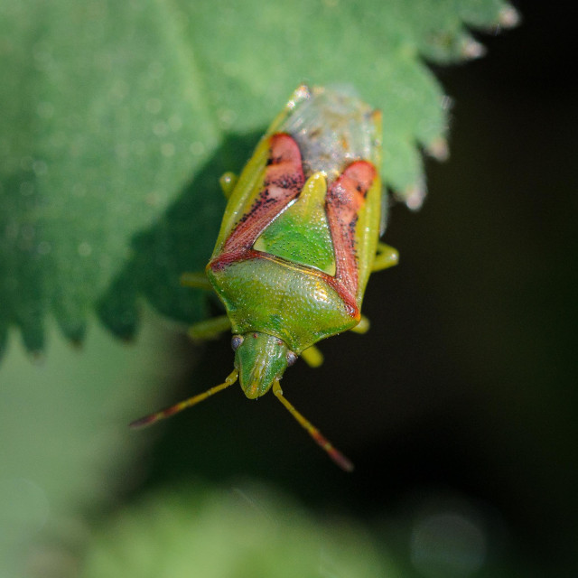 A shield bug sitting on a leaf, seen from the front and above. The bug has a mostly dark green head and pronutum, with small wrinkles and dimples. The eyes are grey-ish, and the antennae are light green with red-brown ends. The scutellum is long and a mix of green and yellow. The wing cases are red-brown with black spots, and the wings themselves near the end of the abdomen and clear, with a little orange. The legs are light green.