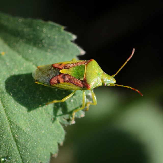 A shield bug sitting on a leaf, seen side-on and above. The bug has a mostly dark green head and pronutum, with small wrinkles and dimples. The eyes are grey-ish, and the antennae are light green with red-brown ends. The scutellum is long and a mix of green and yellow. The wing cases are red-brown with black spots, and the wings themselves near the end of the abdomen and clear, with a little orange. The legs are light green.