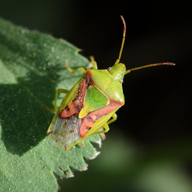 A shield bug sitting on a leaf, seen from the behind and above. The bug has a mostly dark green head and pronutum, with small wrinkles and dimples. The eyes are grey-ish, and the antennae are light green with red-brown ends. The scutellum is long and a mix of green and yellow. The wing cases are red-brown with black spots, and the wings themselves near the end of the abdomen and clear, with a little orange. The legs are light green.