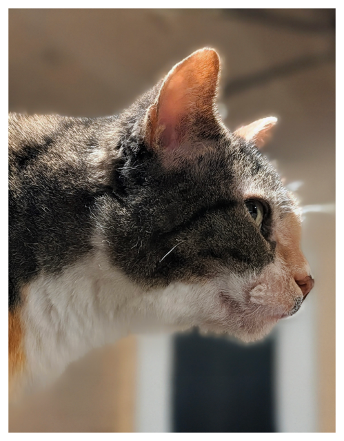 low-angle, close-up profile of a cat cat with white markings and green eyes looking ahead. the background is out of focus. curtained white door in wood-paneled cabin.