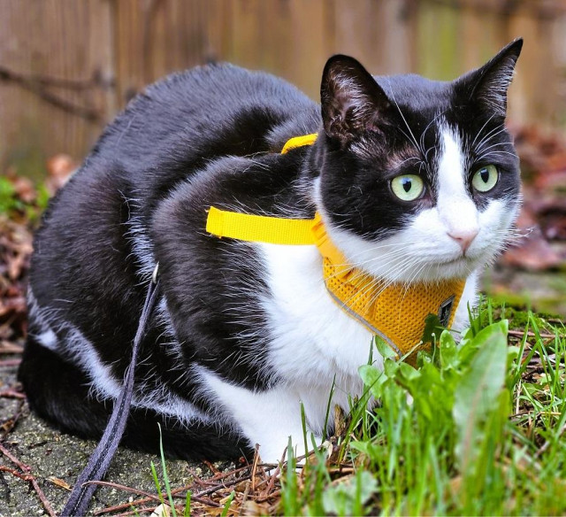 Tuxedo cat wearing yellow harness, sitting next to fresh spring grass. 